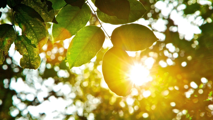 Sun shining through leaves