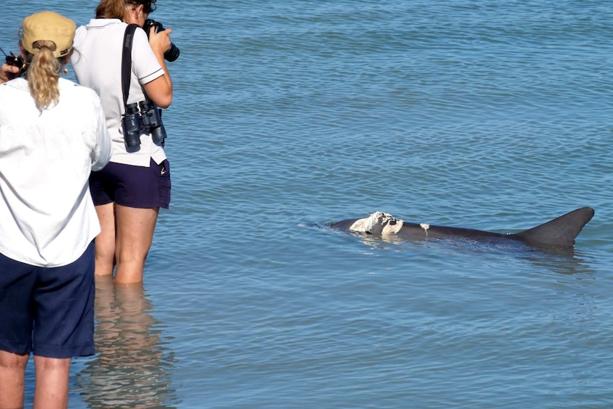 A woman photographs an injured dolphin in shallow water at Monkey Mia.