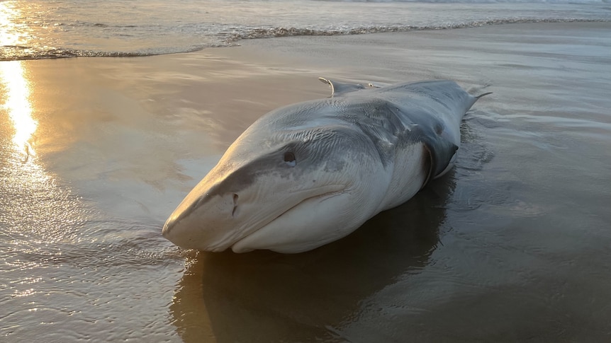 dead shark on beach