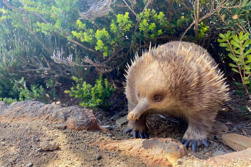 A brown and blonde echidna stands looking out over red dirt under some green trees