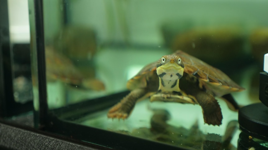 Manning River turtle in a tank