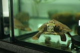 Manning River turtle in a tank