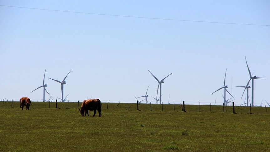 Beef cattle grazing near wind farm