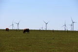 Beef cattle grazing near wind farm