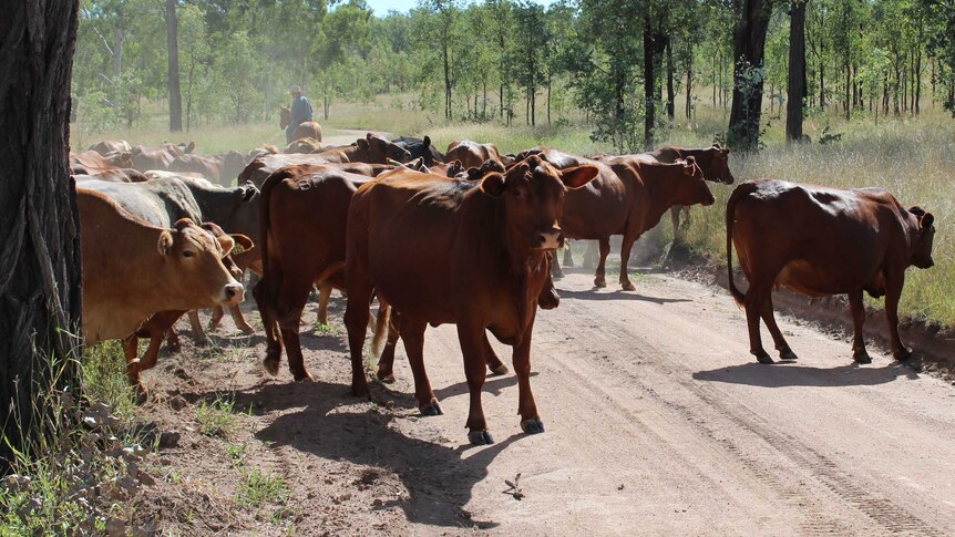 A mob of red brangus base cattle walks across dirt road on property behind cattleman.