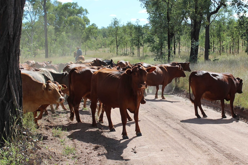 A mob of red brangus base cattle walks across dirt road on property behind cattleman.