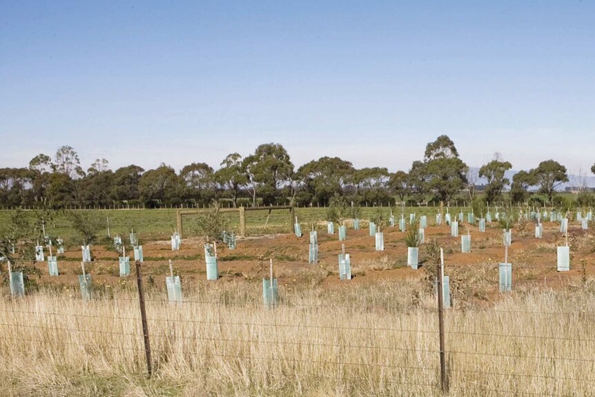 A photograph of new trees planted across a vast landscape.