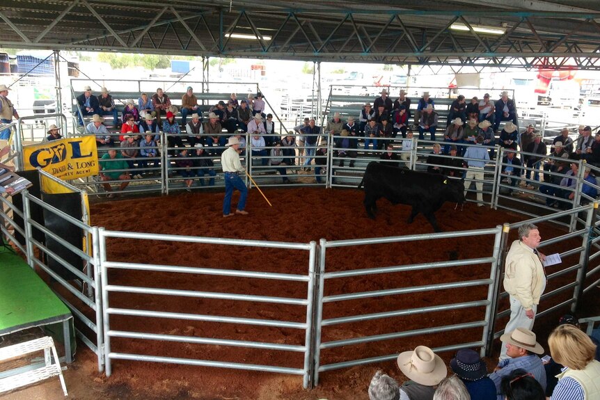 The stud bull sale is a feature event of the annual Ag-Grow Field Days in Emerald.