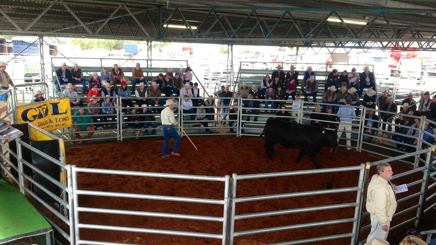 The stud bull sale is a feature event of the annual Ag-Grow Field Days in Emerald.