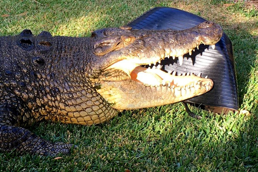 A crocodile bites a plastic bucket.