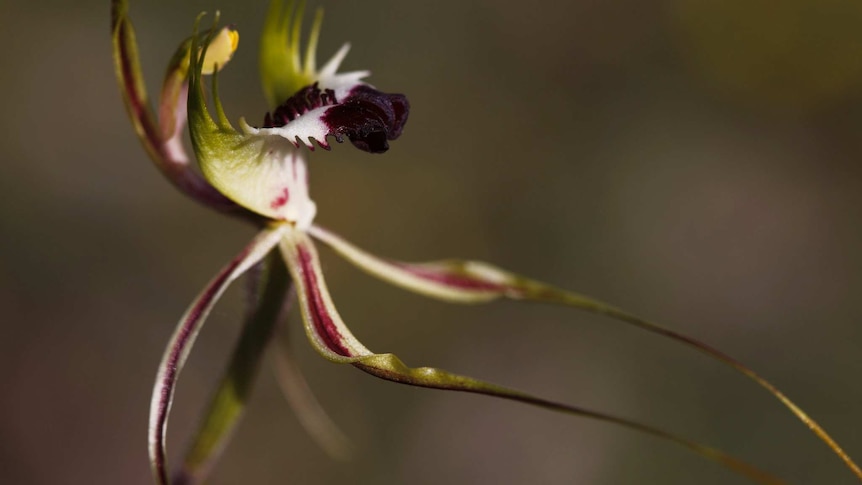 Spider orchid