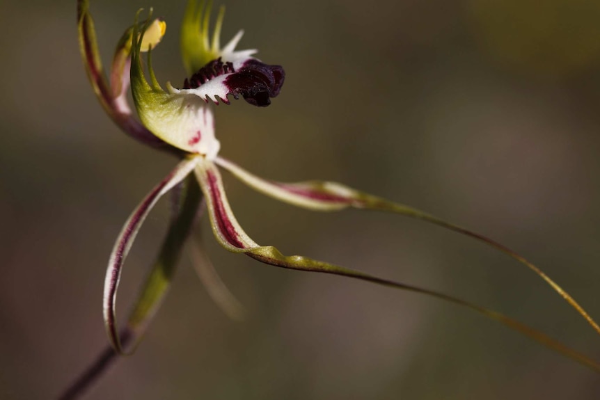 Spider orchid