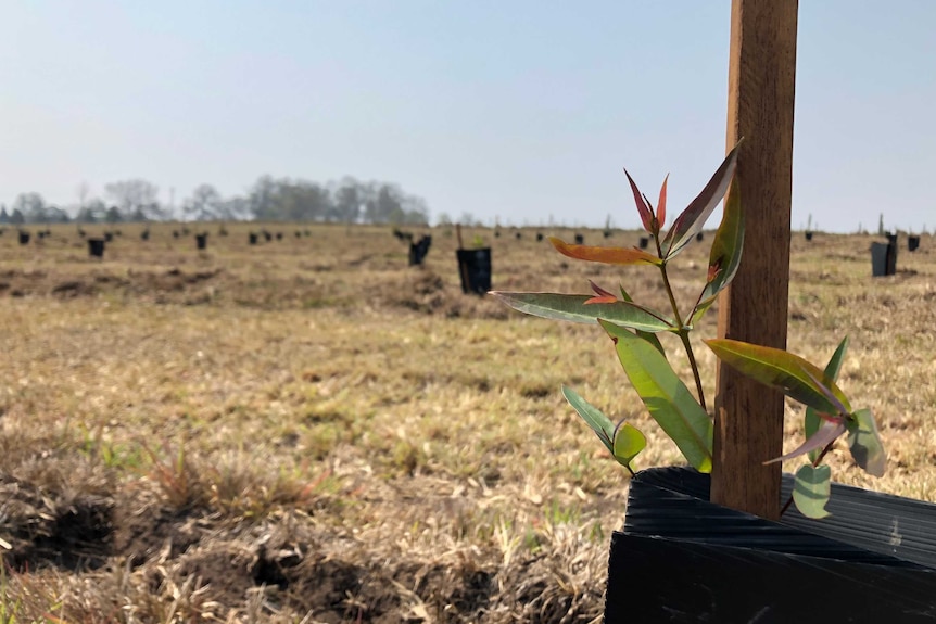 A small eucalyptus seedling.