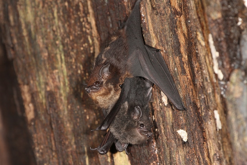 A greater sac-winged bat mother with baby in tree