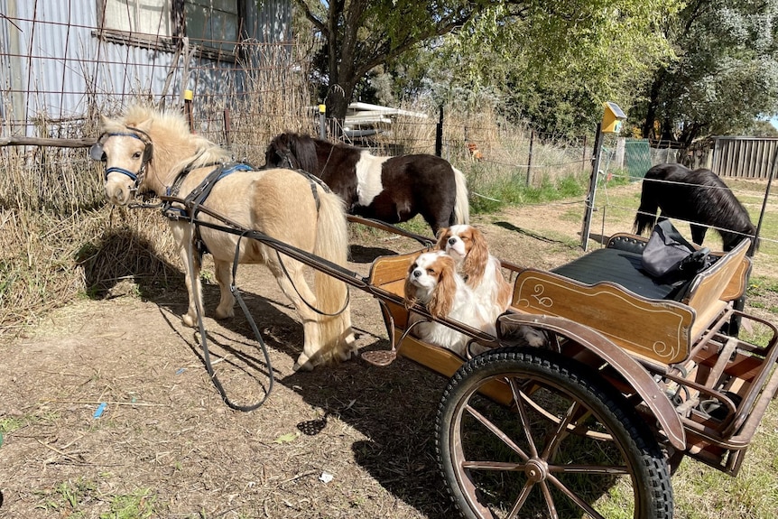 Two miniature horses with two small dogs sitting in a sulky behind them.