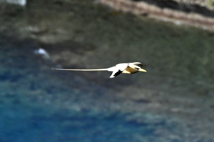 A gold feathered bird with a long tail flies over the waters of Christmas Island.