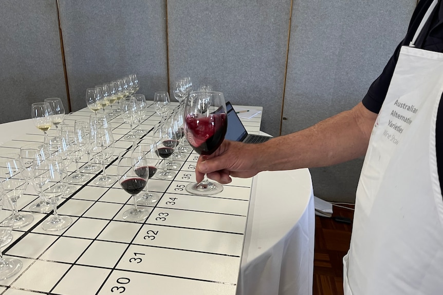 Le vin rouge est tourbillonné dans un verre par un juge