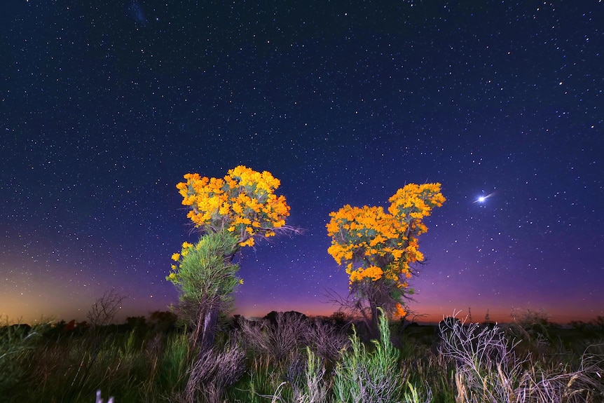 Two Moodjar trees sitting under a twilight night sky