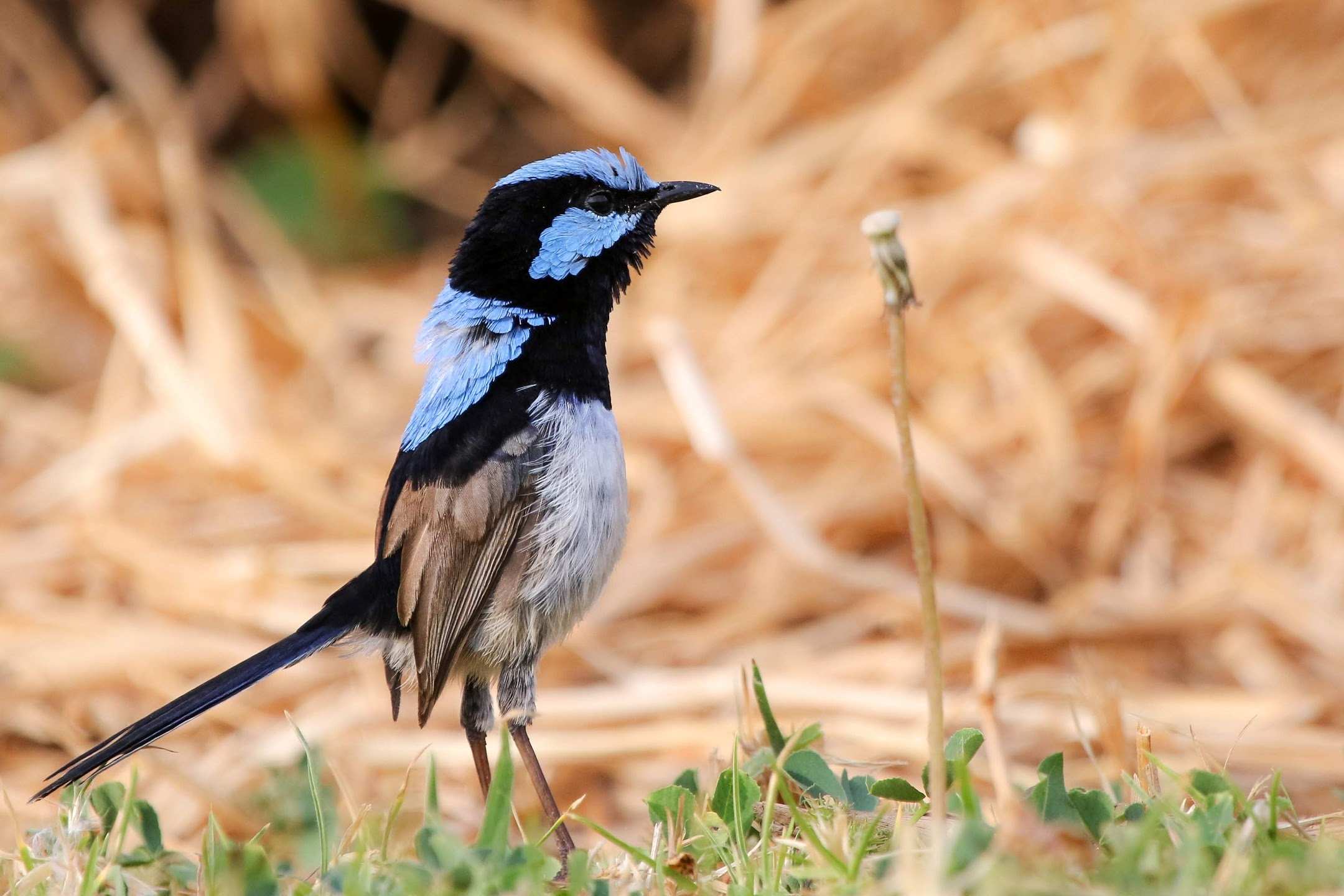 Upright blue fairy wren