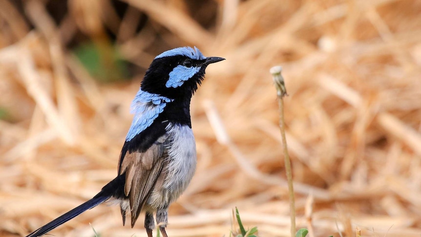 Upright blue fairy wren