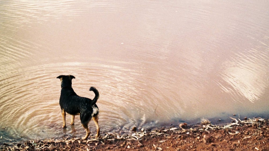 Dog standing with his feet in the water of a river, staring at a horse on the other side.
