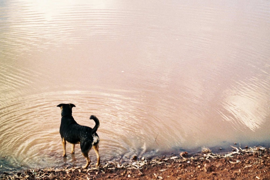 Dog standing with his feet in the water of a river, staring at a horse on the other side.