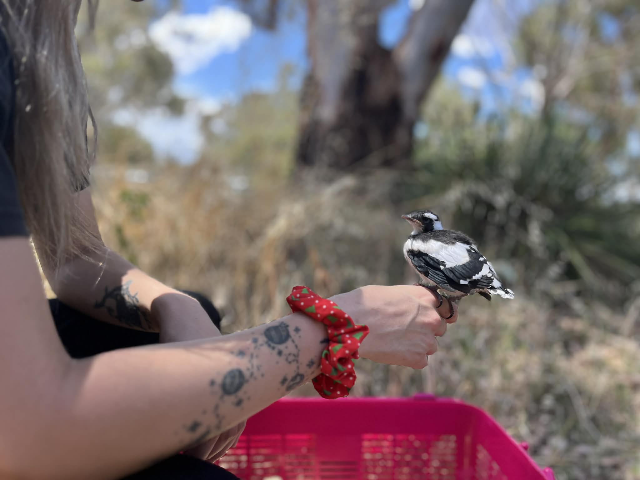 Equipe da ACT Wildlife com cotovia peewee pega resgatada.