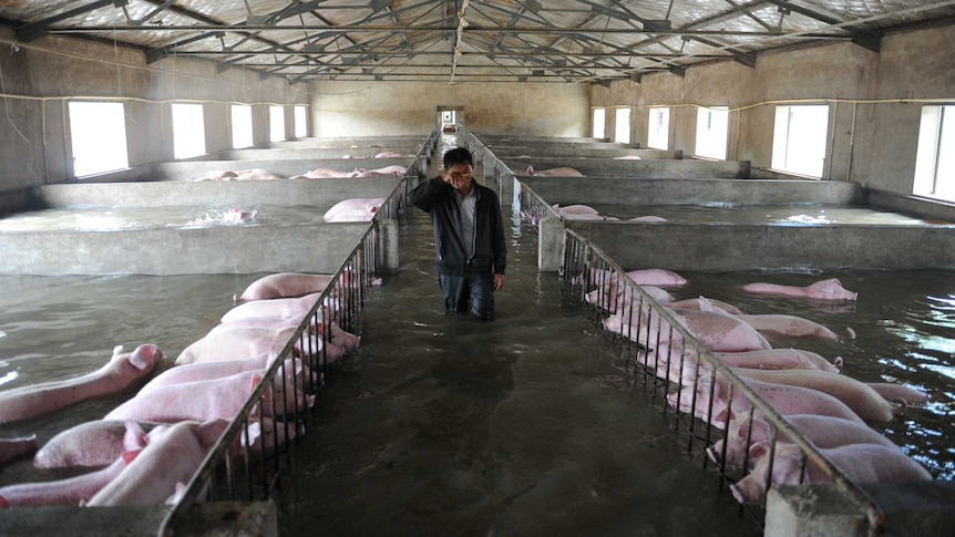 An employee walks through a flooded pig farm with pigs struggling to keep above the water.