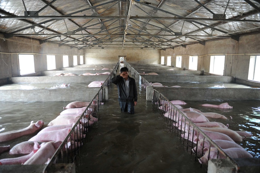 An employee walks through a flooded pig farm with pigs struggling to keep above the water.