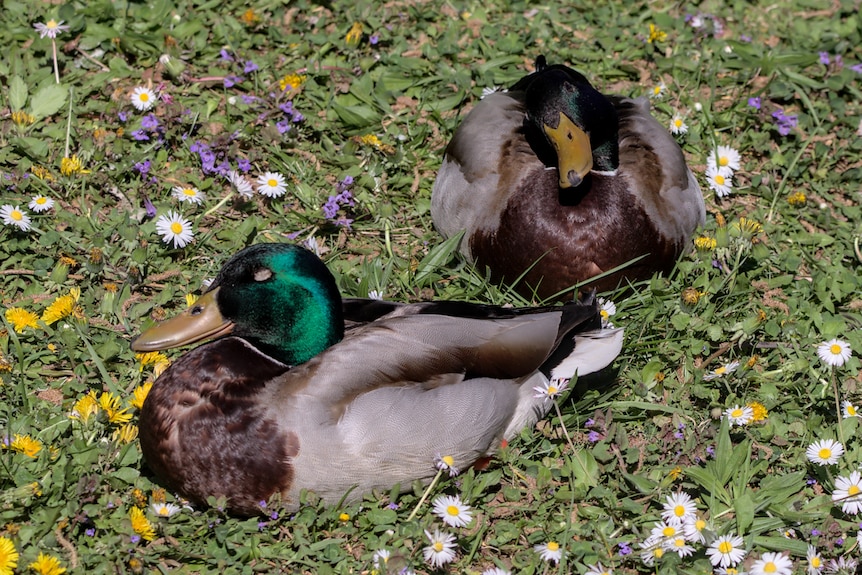 Two ducks lying down in the grass with eyes closed