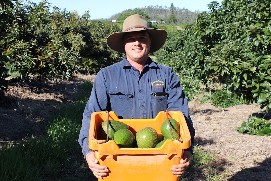 David Groves stands in their orchard with a box of freshly harvested avozillas.