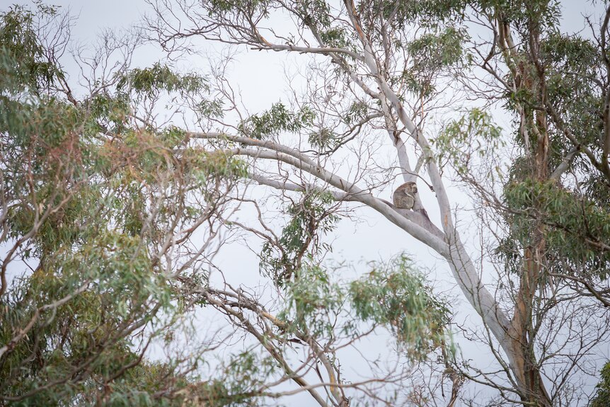 Koala sleeps high in a gum tree.