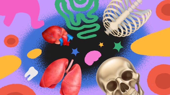 A colourful graphic featuring cartoon style body parts, including a heart, skull, stomach, tooth and rib cage.