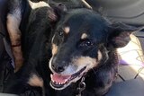 a black and golden kelpie sits on the back seat of car with visible injuries