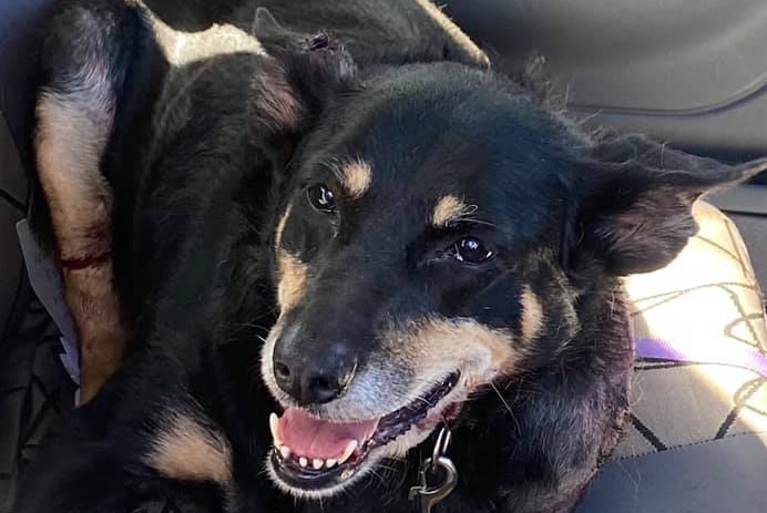 a black and golden kelpie sits on the back seat of car with visible injuries
