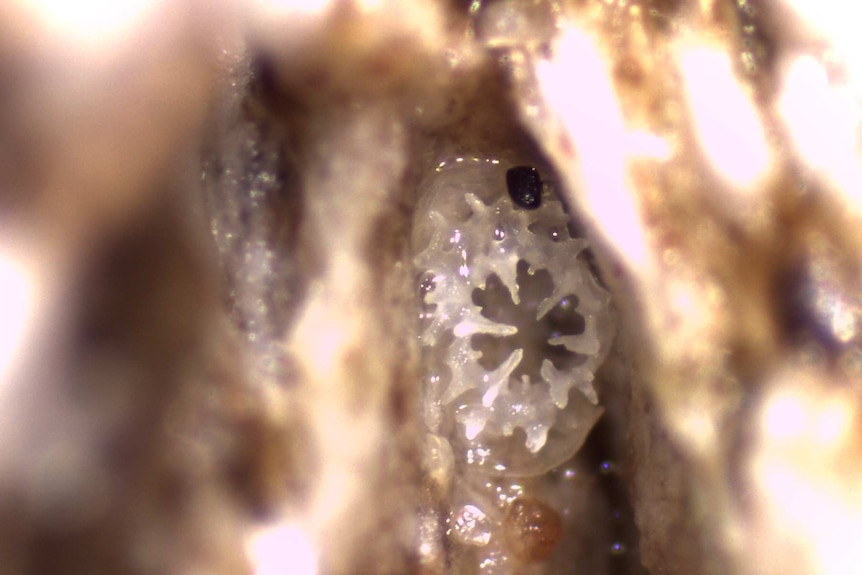 A coral polyp starting to grow in the crevice of a pumice stone