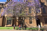 Students walk by the Sydney Uni jacaranda tree