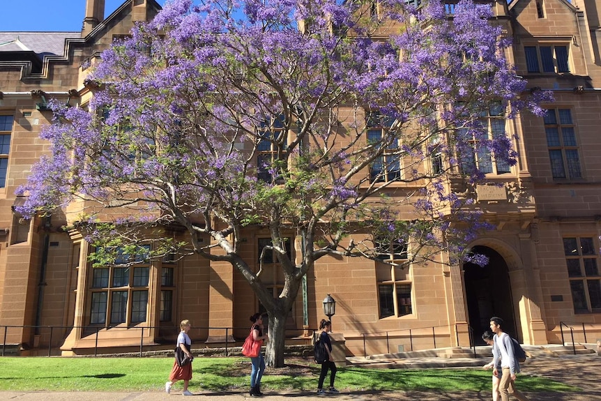 Students walk by the Sydney Uni jacaranda tree