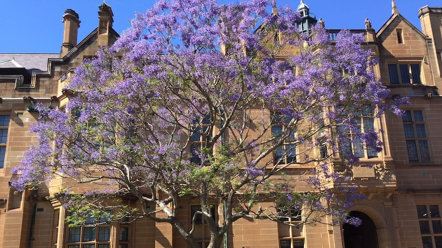 Students walk by the Sydney Uni jacaranda tree