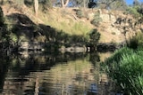 A creek with gum trees along the bank on a sunny day.