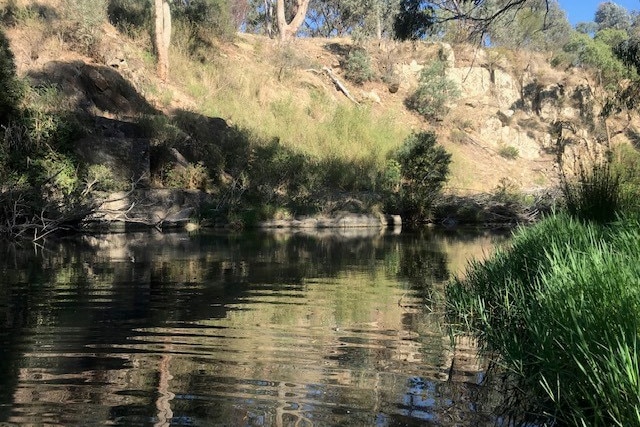 A creek with gum trees along the bank on a sunny day.