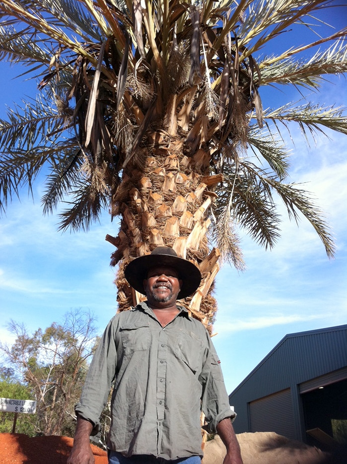 Rainbow date palm