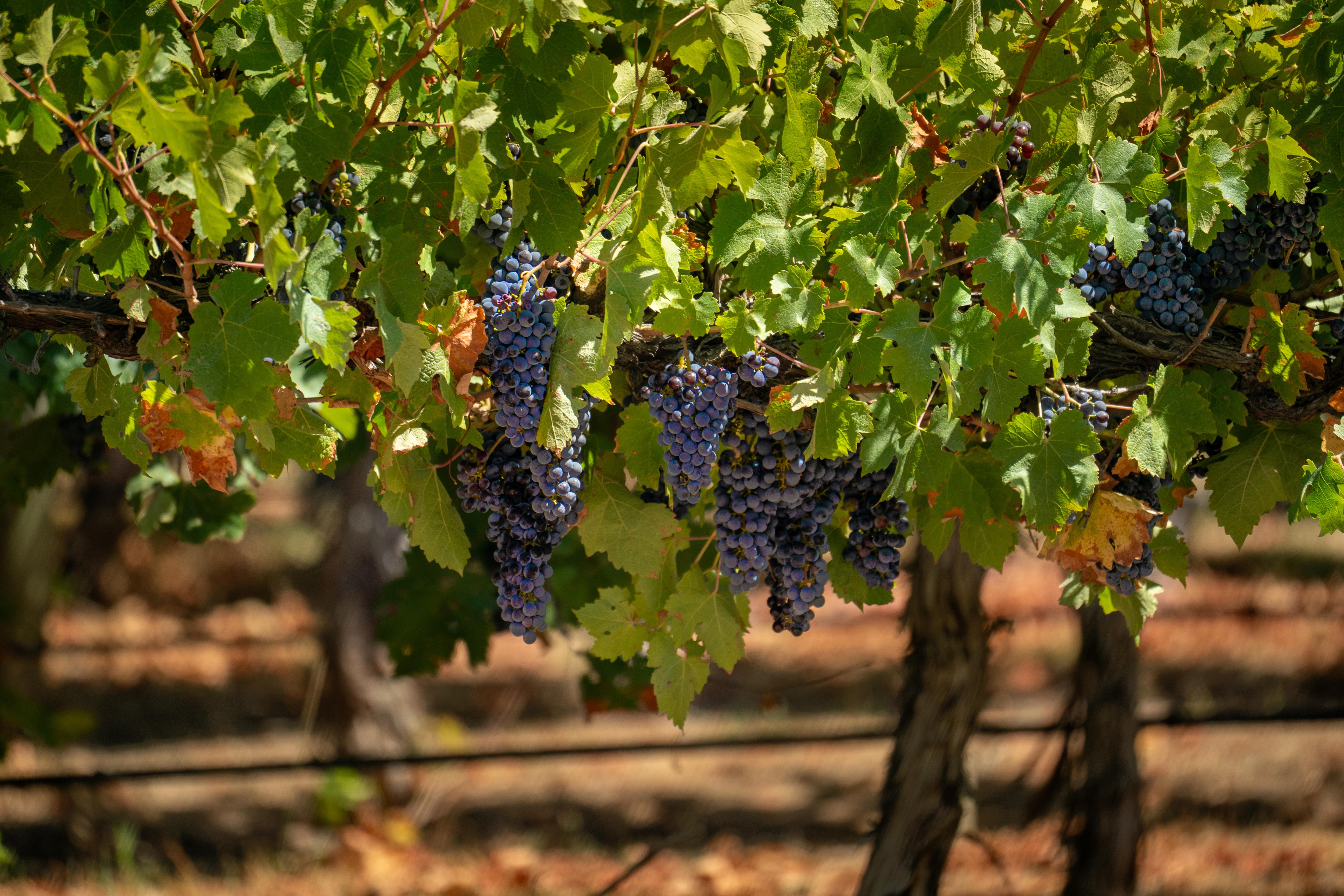 Wine grapes generic