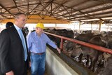 Adam Giles at a buffalo feed lot in Vietnam