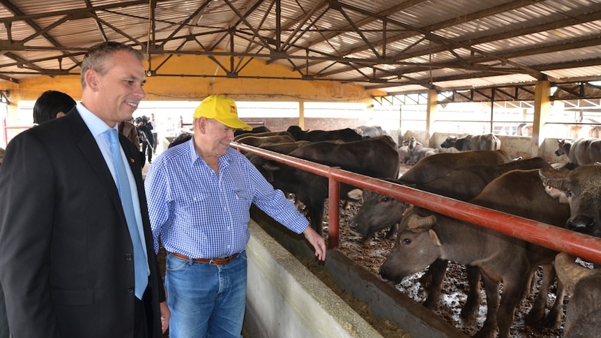 Adam Giles at a buffalo feed lot in Vietnam