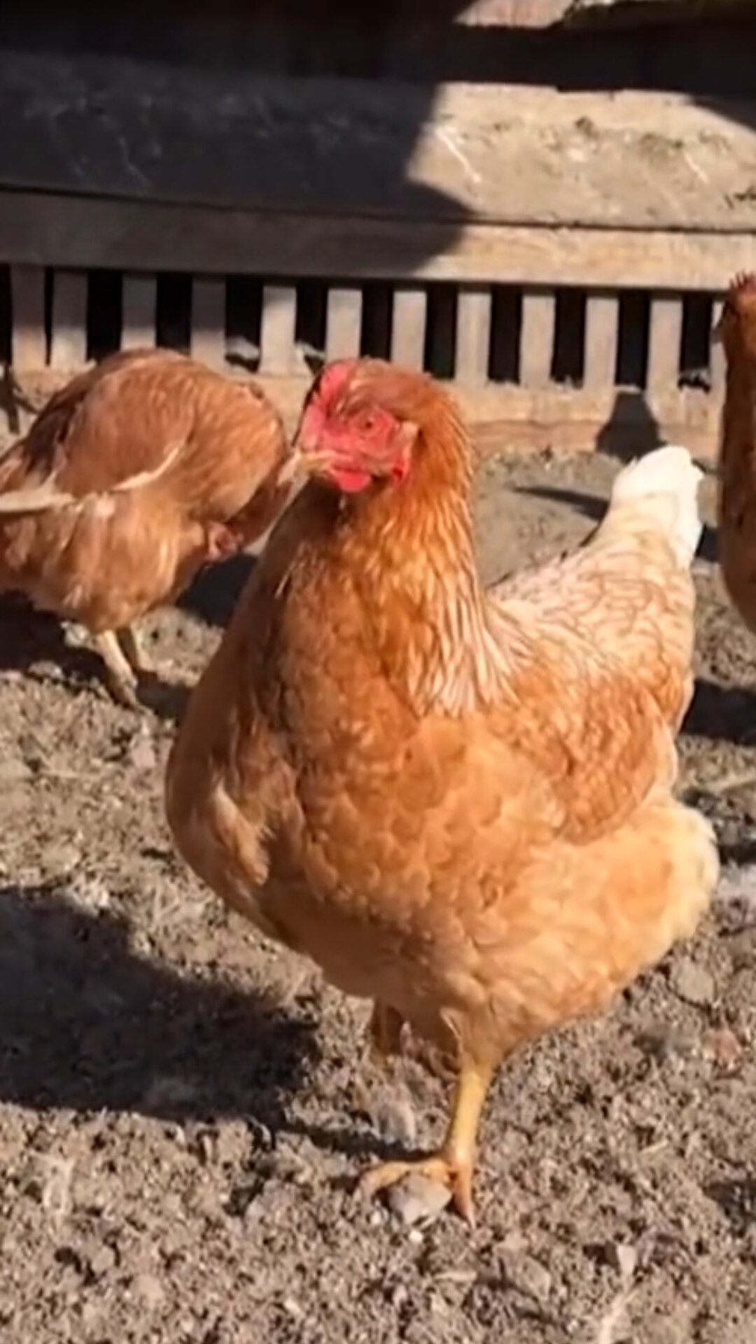 Why is there an egg shortage? ABC News