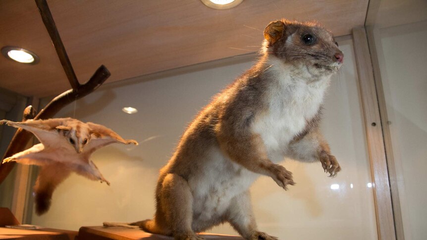 Close up of a stuffed possum on a stand and a stuffed glider hanging from a branch