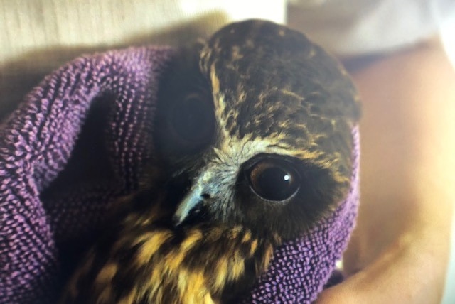 A cute owl face