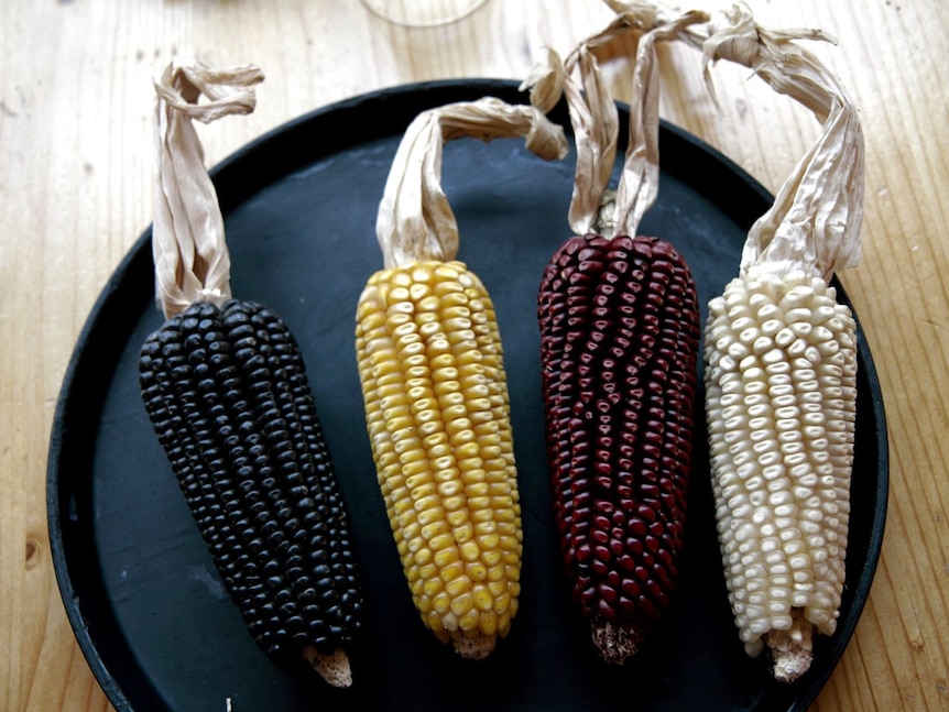Corn varieties