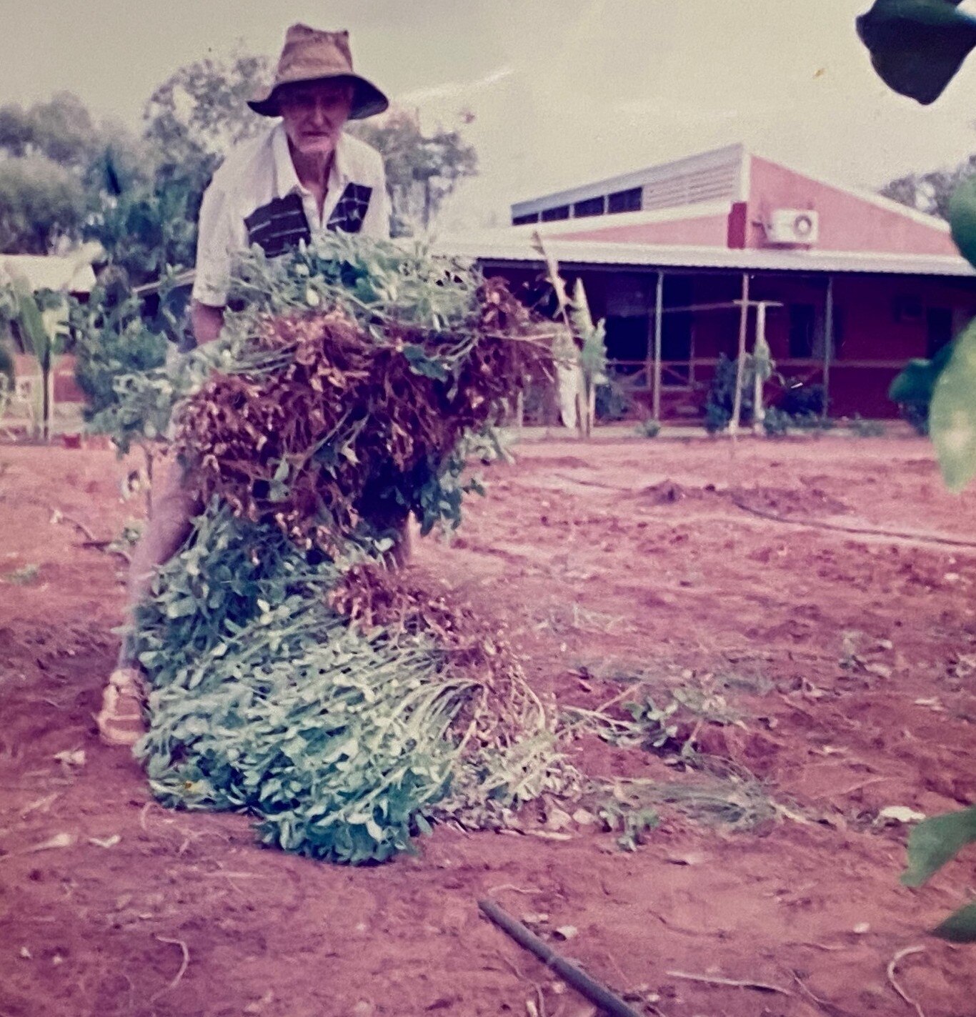 An old photo of a man holding a bundle of weeds on red soil